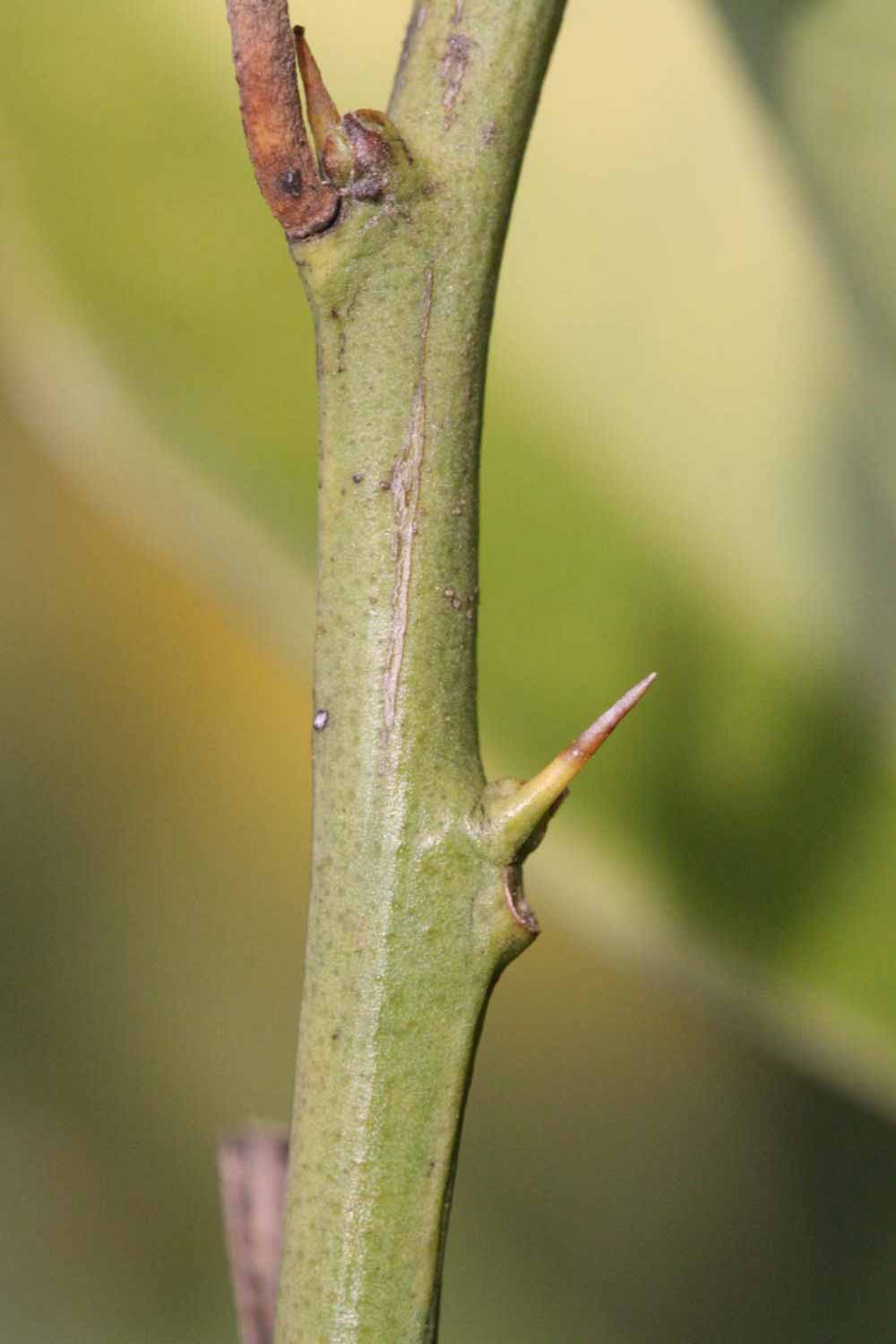            First year twig (Vainiglia, Riverside, CA)   